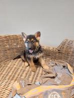 Duitde herder pups, Dieren en Toebehoren, België, CDV (hondenziekte), 8 tot 15 weken, Meerdere