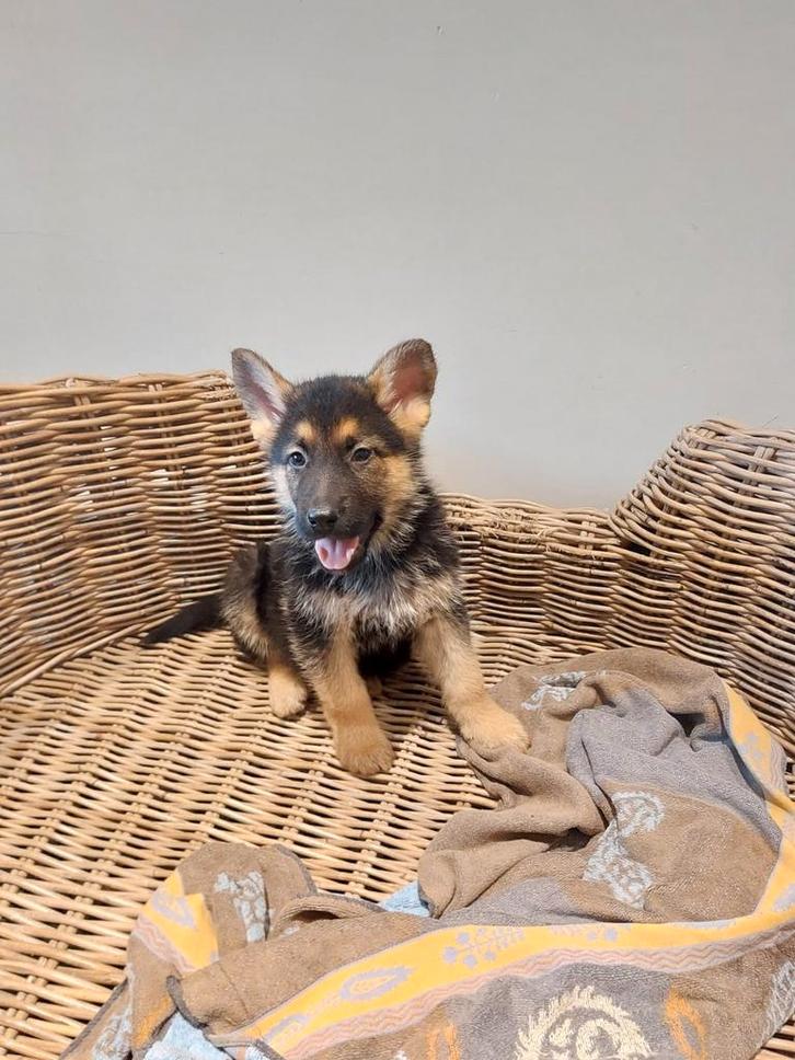 Duitde herder pups, Dieren en Toebehoren, Honden | Herdershonden en Veedrijvers, Meerdere dieren, Herder, Fokker | Professioneel