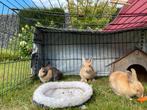 Konijntjes, Dieren en Toebehoren, Konijnen, Meerdere dieren, Klein, 0 tot 2 jaar