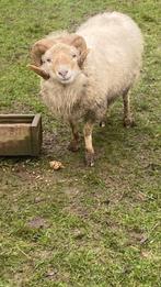 Oussant bok, Dieren en Toebehoren, Schapen, Geiten en Varkens, Mannelijk, Schaap, 3 tot 5 jaar