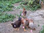 Wyandotte groothoenders 2025, Dieren en Toebehoren