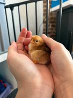 Wyandotte kriel kuikens, Dieren en Toebehoren, Geslacht onbekend, Kip