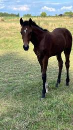 OLD elite veulen v Escamillo x Bonds, Dieren en Toebehoren, Paarden, Gechipt, Dressuurpaard, 0 tot 2 jaar, Hengst