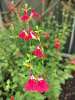 Salvia microphylla ‘Hot Lips’   0.85 €/plant, Ophalen, Bodembedekkers, Volle zon, Vaste plant
