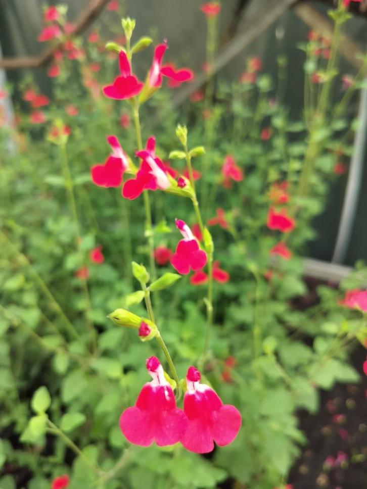 Salvia microphylla ‘Hot Lips’   0.85 €/plant, Tuin en Terras, Planten | Tuinplanten, Vaste plant, Bodembedekkers, Volle zon, Zomer