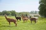 Door te zoeken naar alpaca's, Dieren en Toebehoren, Overige Dieren, Meerdere dieren