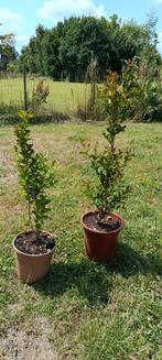Lagerstroemia, Ophalen