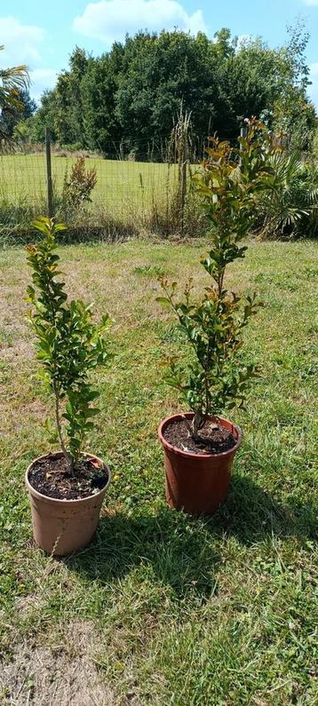 Lagerstroemia  beschikbaar voor biedingen