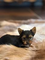 Biewer York pupjes, Yorkshire Terrier, Chien (mâle), Belgique, Plusieurs