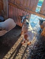 te koop geit, Dieren en Toebehoren, Schapen, Geiten en Varkens, Vrouwelijk, Geit, 3 tot 5 jaar