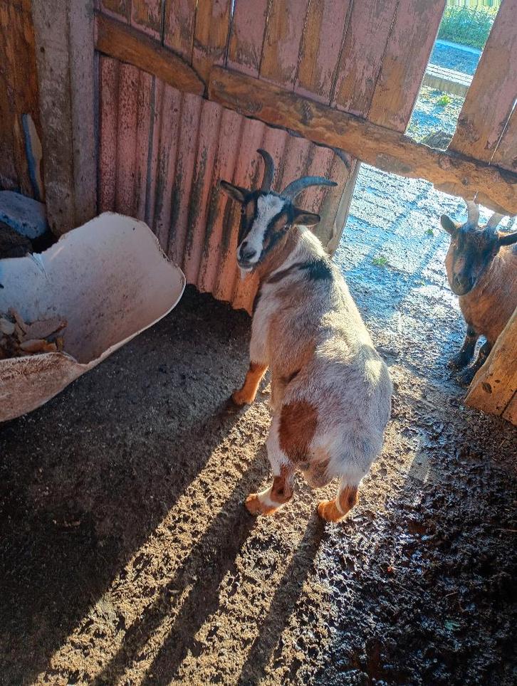 te koop geit, Dieren en Toebehoren, Schapen, Geiten en Varkens, Geit, Vrouwelijk, 3 tot 5 jaar
