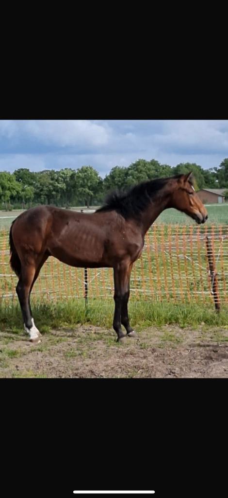 Talentvol 2 jarig dressuur paard, Animaux & Accessoires, Chevaux, Étalon, Non dressé, 160 à 165 cm, 0 à 2 ans, Cheval de dressage
