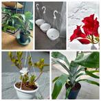 Lot plantes & pots, Tuin en Terras, Ophalen
