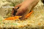 Neocaridina Garnalen Orange Sunkist( oudenburg), Kreeft, Krab of Garnaal, Zoetwatervis