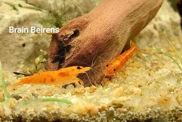 Neocaridina Garnalen Orange Sunkist( oudenburg) beschikbaar voor biedingen