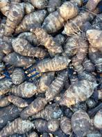 Witte aardpeer (plantgoed), Tuin en Terras, Ophalen