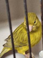 Agaat pastel geel mannen en poppen, Dieren en Toebehoren