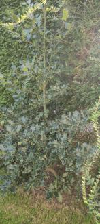 Huls 2 m hoog, Jardin & Terrasse, Plantes | Arbustes & Haies, Enlèvement, Houx