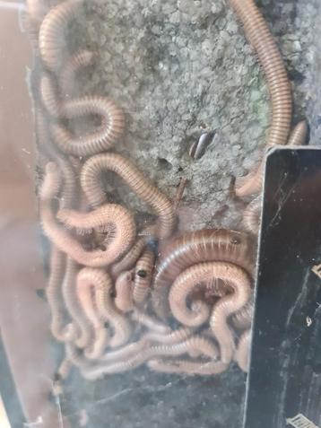 Milioenpoten Telodeinopus aoutiiIk  beschikbaar voor biedingen