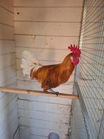 Zeer mooie raszuivere Friese hoen, Dieren en Toebehoren