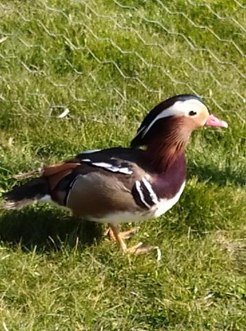 Mandarijneenden 2025, Dieren en Toebehoren, Geslacht onbekend