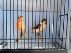Portugese harlekijnen (2mannen), Postuurkanarie