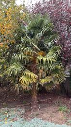 2 winterharde palmbomen in volle grond, Tuin en Terras, Planten | Bomen, Ophalen, Palmboom, 400 cm of meer