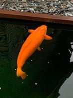 Japanse koi Benigoi, Dieren en Toebehoren, Vissen | Vijvervissen, Karper of Koi
