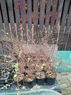 Planten Syphoricapos ch.Hancock 21 stuks nieuw, Enlèvement