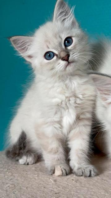 Neva Masquerade kittens (Hypoallergeen) beschikbaar voor biedingen