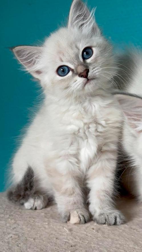 Neva Masquerade kittens (Hypoallergeen), Dieren en Toebehoren, Katten en Kittens | Raskatten | Langhaar, Meerdere dieren, 0 tot 2 jaar