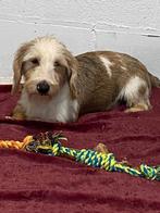 Chien teckel à poil rugueux, Animaux & Accessoires, Chiens | Teckels & Bassets, 15 semaines à 1 an, Chien (mâle), Belgique, Éleveur | Professionnel