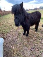Lieve Shetlandpony, Dieren en Toebehoren, M, Gechipt
