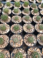 cactus Echinofossulocactus (stenocactus) hybride, Maison & Meubles, Plantes d'intérieur, Cactus, Enlèvement ou Envoi