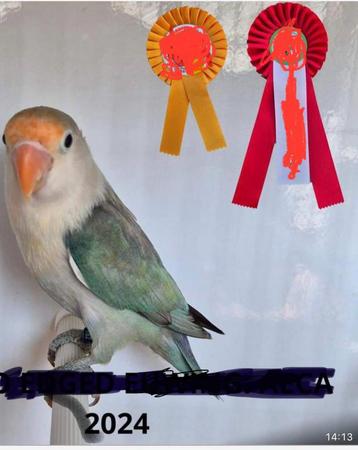 Sapphire fischeri dubbelfactorig💪💪💪💪 beschikbaar voor biedingen