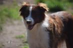 Border collie teef, chocolate-white, 8 jaar, Dieren en Toebehoren, 6 jaar of ouder, België, CDV (hondenziekte), Teef