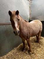 Weide gezocht, Dieren en Toebehoren, Weidegang