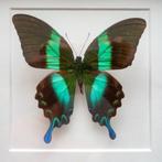 kaders met vlinders, Huis en Inrichting, Woonaccessoires | Lijsten, Minder dan 50 cm, Minder dan 50 cm, Zo goed als nieuw, Hout