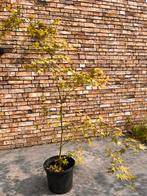 Japanse edoorn, acer palmatum (180 cm), Tuin en Terras, Ophalen