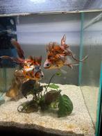 Gold fish, Dieren en Toebehoren