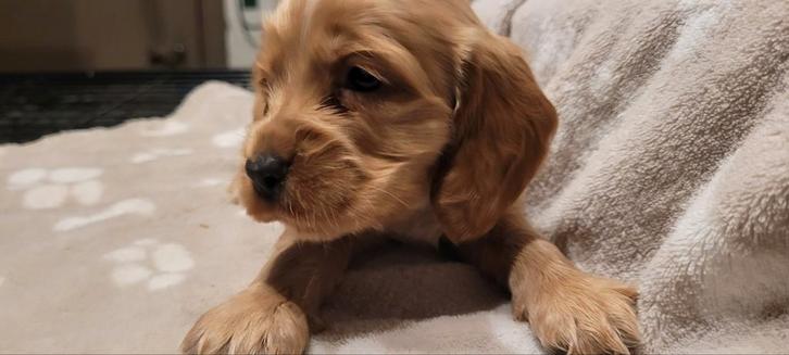 Engelse cocker pups groeien op in huis DNA GETESTE ouders, Dieren en Toebehoren, Honden | Retrievers, Spaniëls en Waterhonden