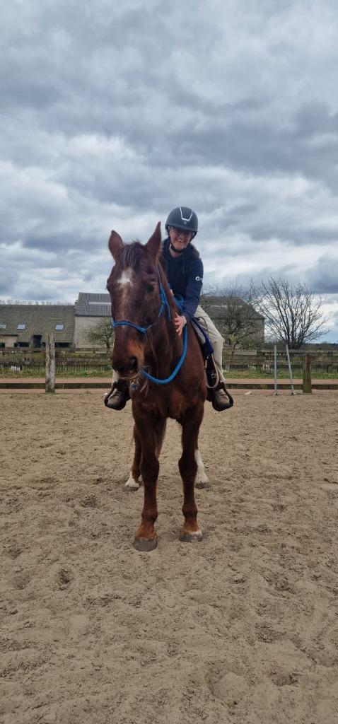 Gezocht: halve stal voor 19-jarige ruin Noah, Dieren en Toebehoren, Paarden, Ruin, Niet van toepassing, 170 tot 175 cm, 11 jaar of ouder