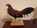 Taxidermie opgezette haan, Enlèvement ou Envoi, Neuf, Oiseaux, Animal empaillé