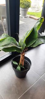 bananenboom bananenplant, Huis en Inrichting, Ophalen of Verzenden