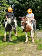 2 brave ,  knuffelige , kindvriendelijke , bomproof tinkers, Animaux & Accessoires