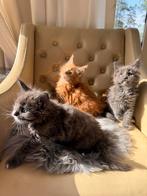 Maine coon kittens met stamboom, Dieren en Toebehoren, Meerdere dieren, Met stamboom, 0 tot 2 jaar