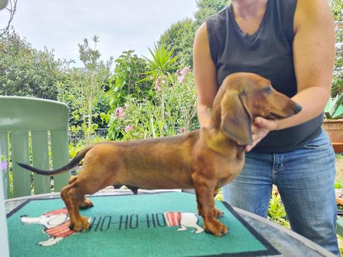 kortharige dwerg teckel, Dieren en Toebehoren, Honden | Teckels en Dashonden, Reu, Korthaar, Dwerg, Fokker | Hobbymatig, Eén hond