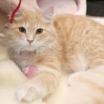 ''Uniquess'' Siberische Kat te koop - met stamboom, Dieren en Toebehoren, Katten en Kittens | Raskatten | Langhaar, 0 tot 2 jaar