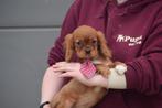 Cavalier King Charles pups, Dieren en Toebehoren, België, 8 tot 15 weken, Teef, Eén hond