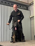 Gezocht gratis meubelen voor training honden, Dieren en Toebehoren, Honden | Herdershonden en Veedrijvers, België, Fokker | Hobbymatig